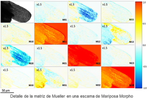 matriz mueller