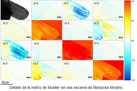 matriz mueller microscopio ub arteaga secpho